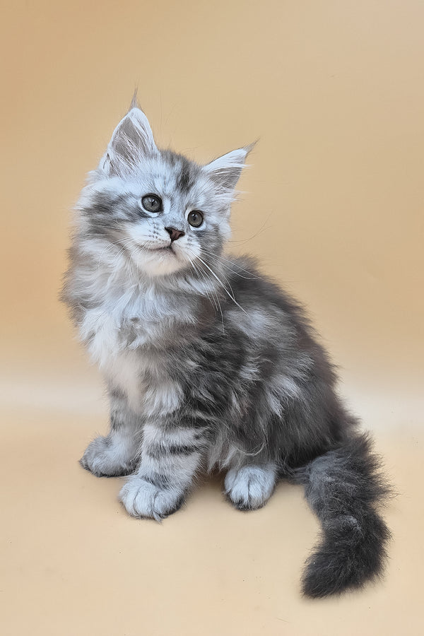 Senator | Maine Coon Kitten