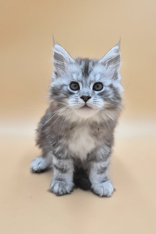 Senator | Maine Coon Kitten