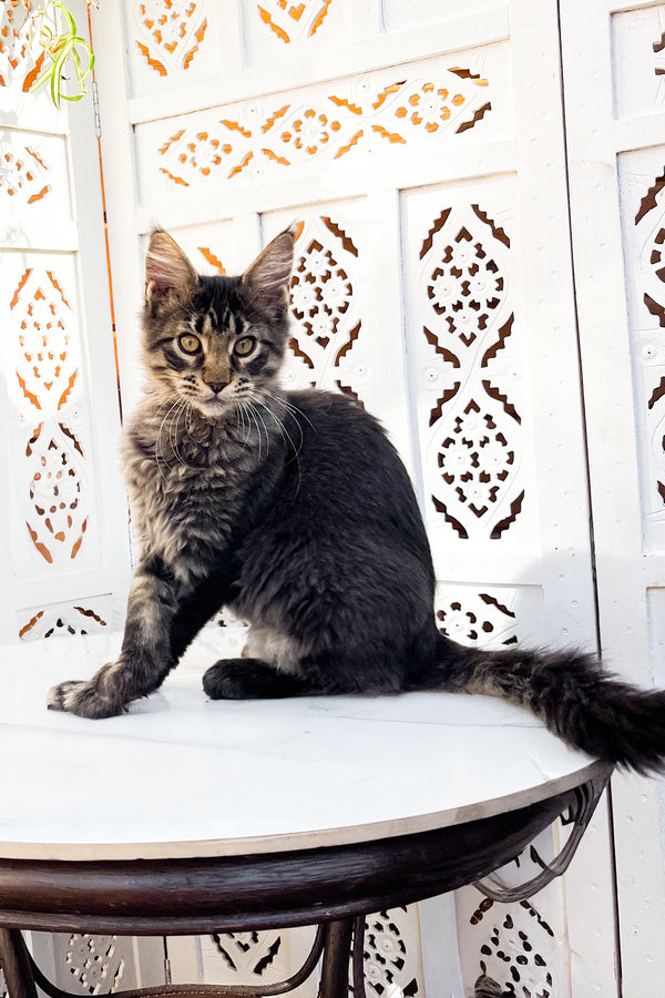 Simon | Maine Coon Kitten