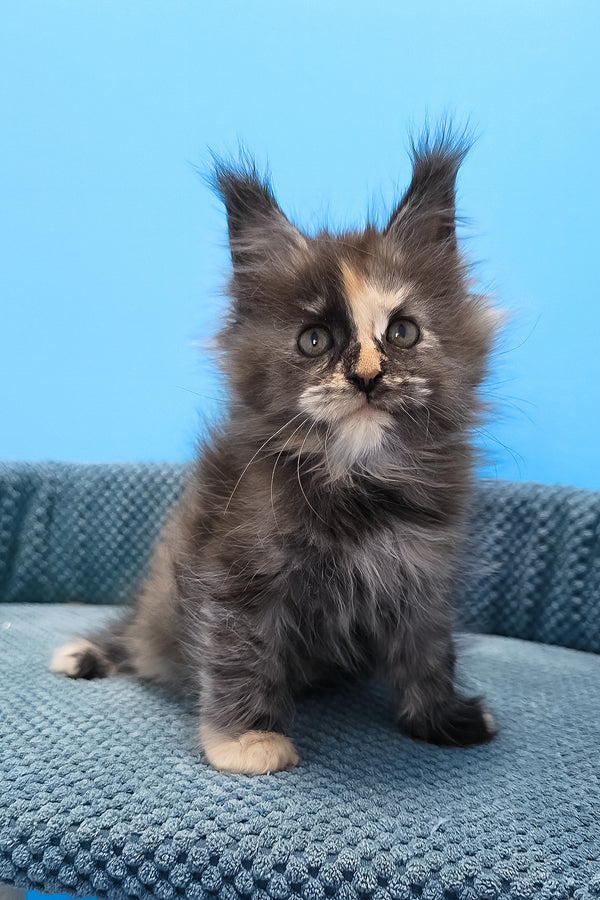 Terry | Maine Coon Kitten