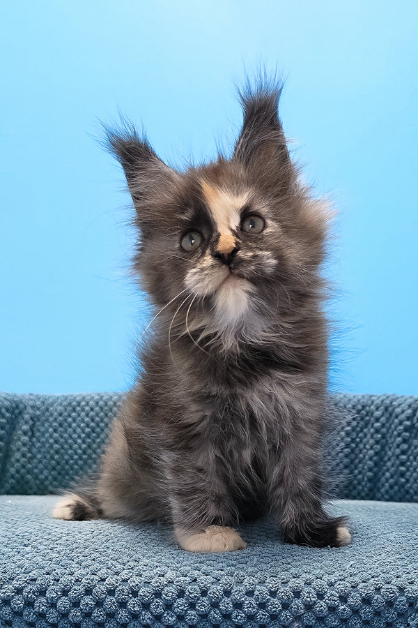 Terry | Maine Coon Kitten