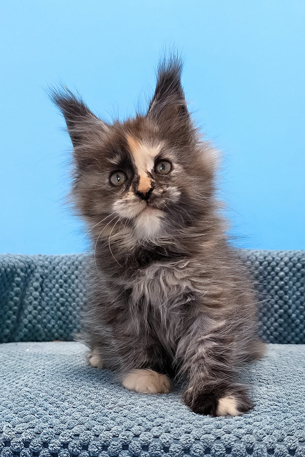 Terry | Maine Coon Kitten