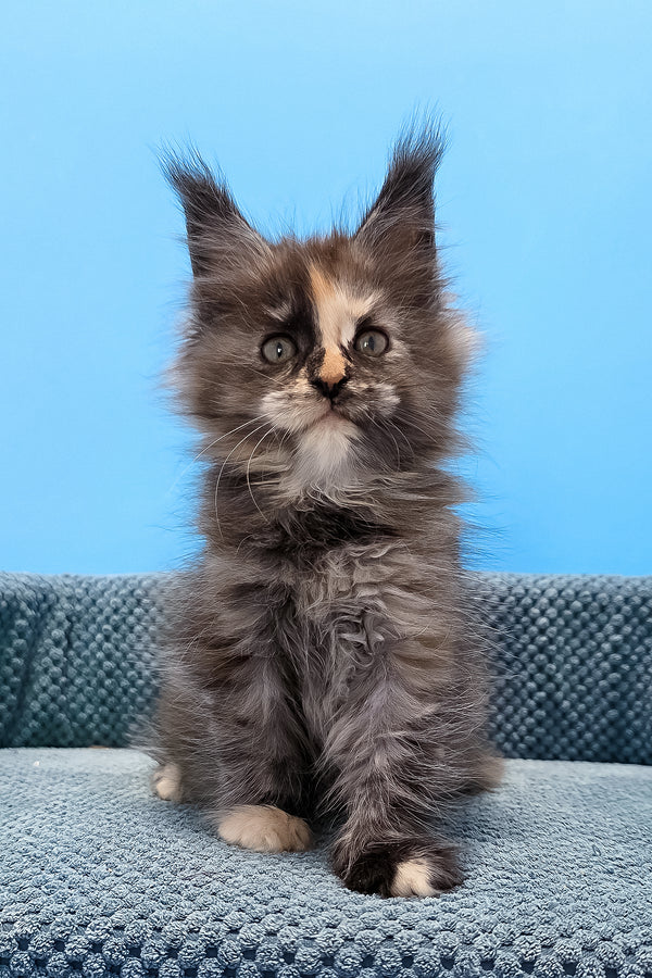 Terry | Maine Coon Kitten