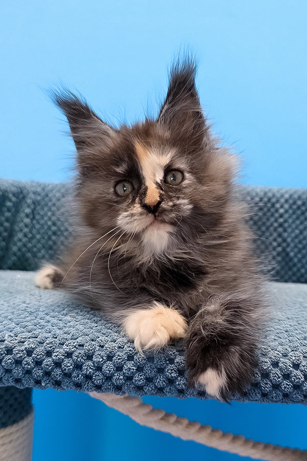 Terry | Maine Coon Kitten