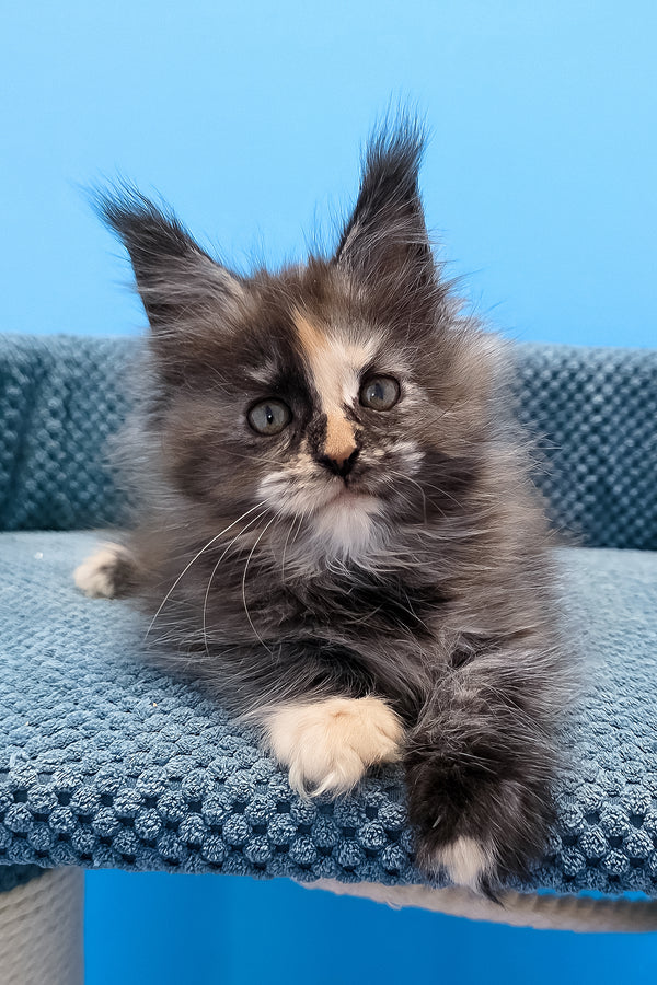 Terry | Maine Coon Kitten