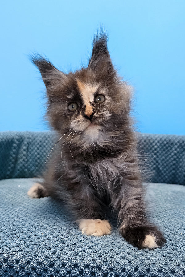 Terry | Maine Coon Kitten