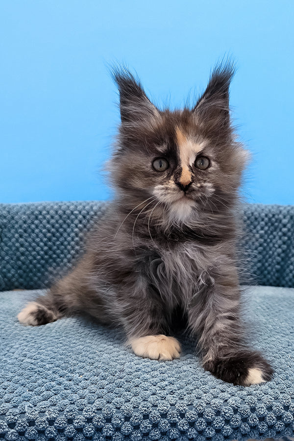 Terry | Maine Coon Kitten