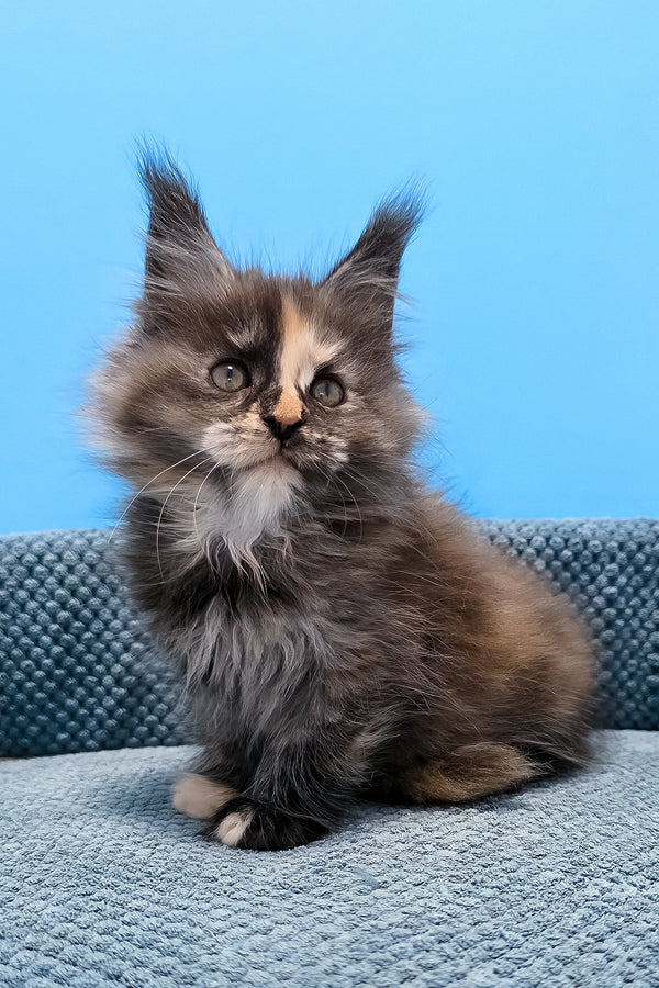 Terry | Maine Coon Kitten