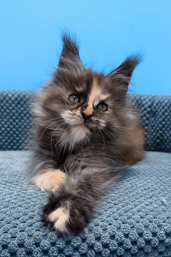 Terry | Maine Coon Kitten