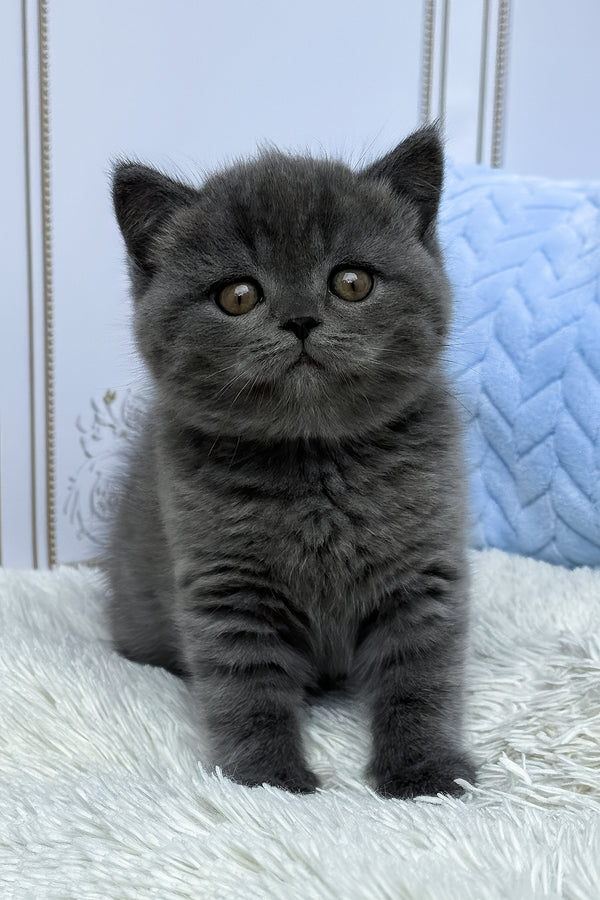 Thor | British Shorthair Kitten