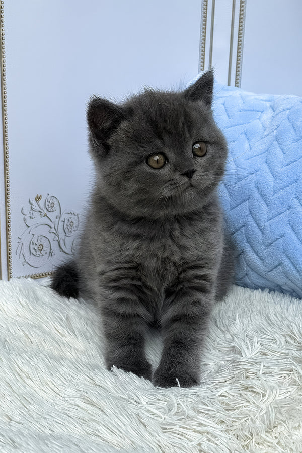 Thor | British Shorthair Kitten