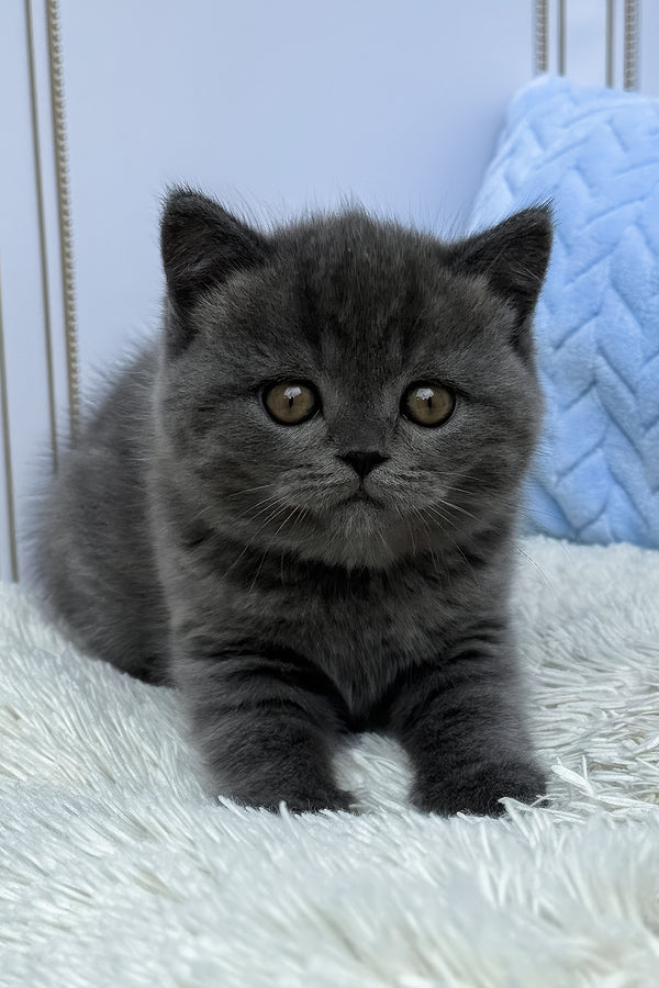 Thor | British Shorthair Kitten