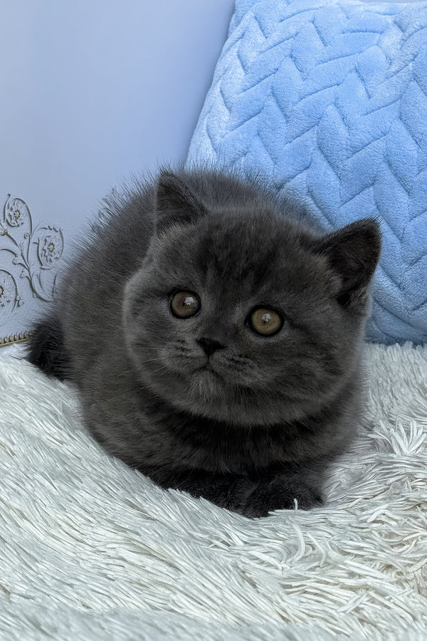 Thor | British Shorthair Kitten