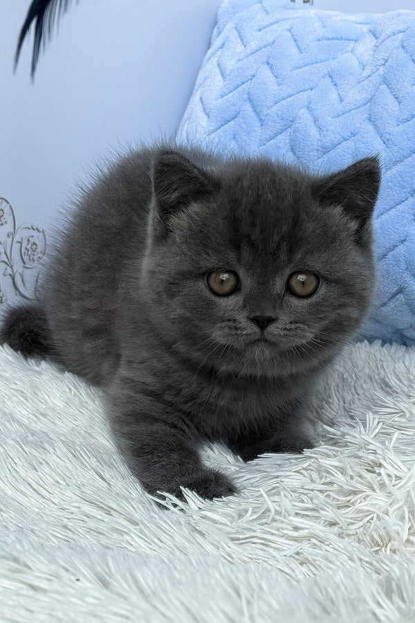 Thor | British Shorthair Kitten