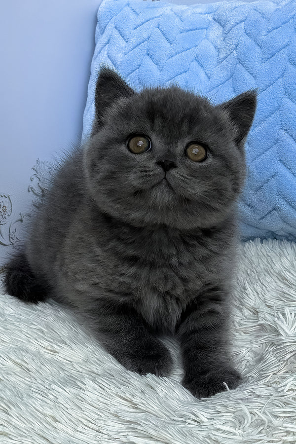 Thor | British Shorthair Kitten