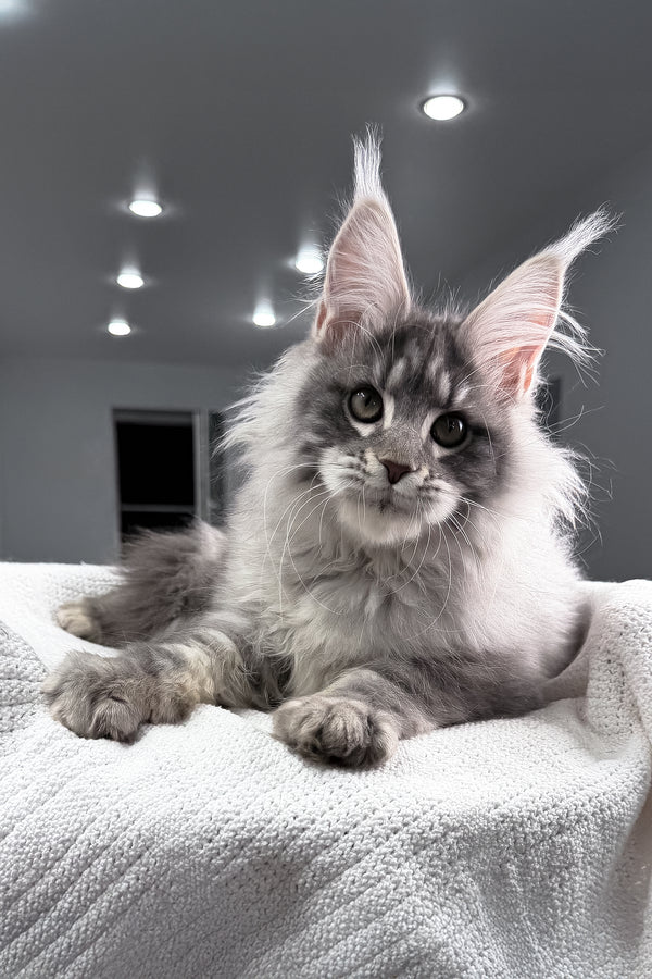 Top | Maine Coon Kitten