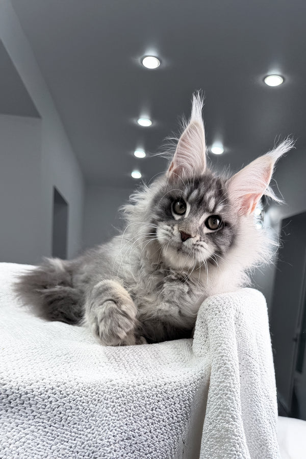 Top | Maine Coon Kitten