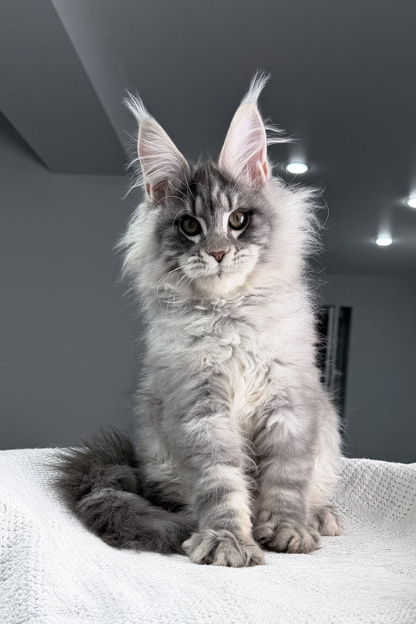 Top | Maine Coon Kitten