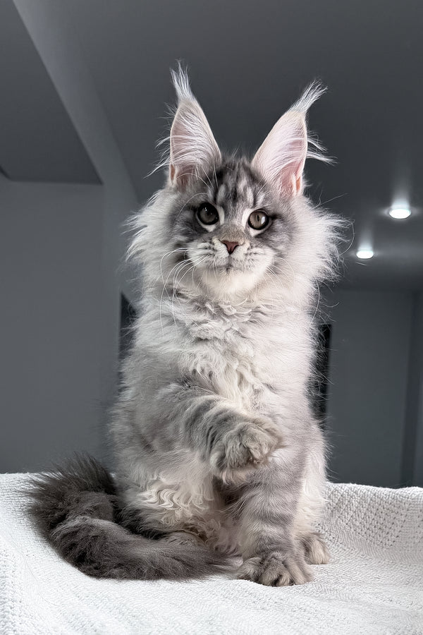 Top | Maine Coon Kitten