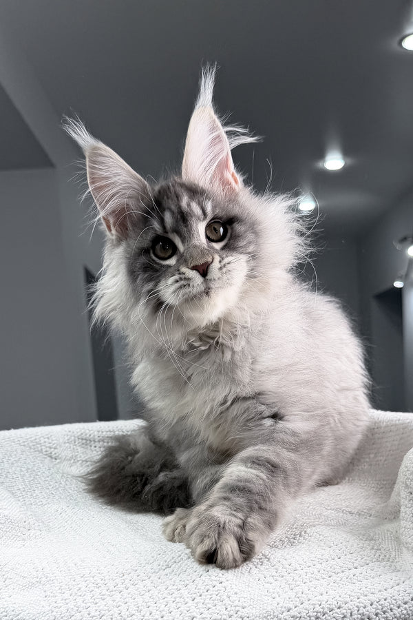 Top | Maine Coon Kitten