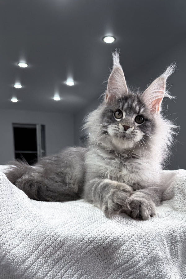 Top | Maine Coon Kitten