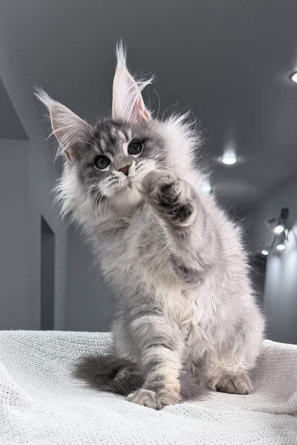 Top | Maine Coon Kitten