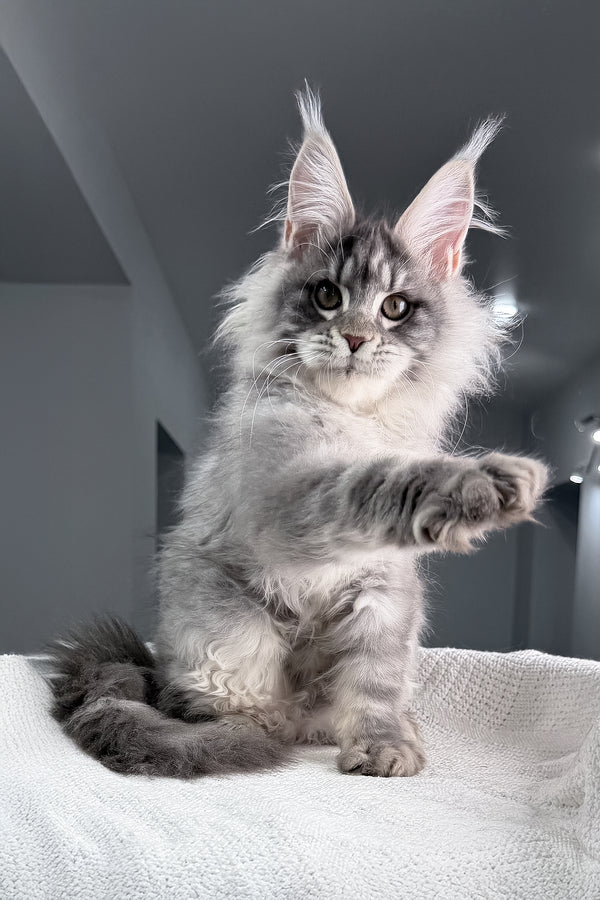 Top | Maine Coon Kitten