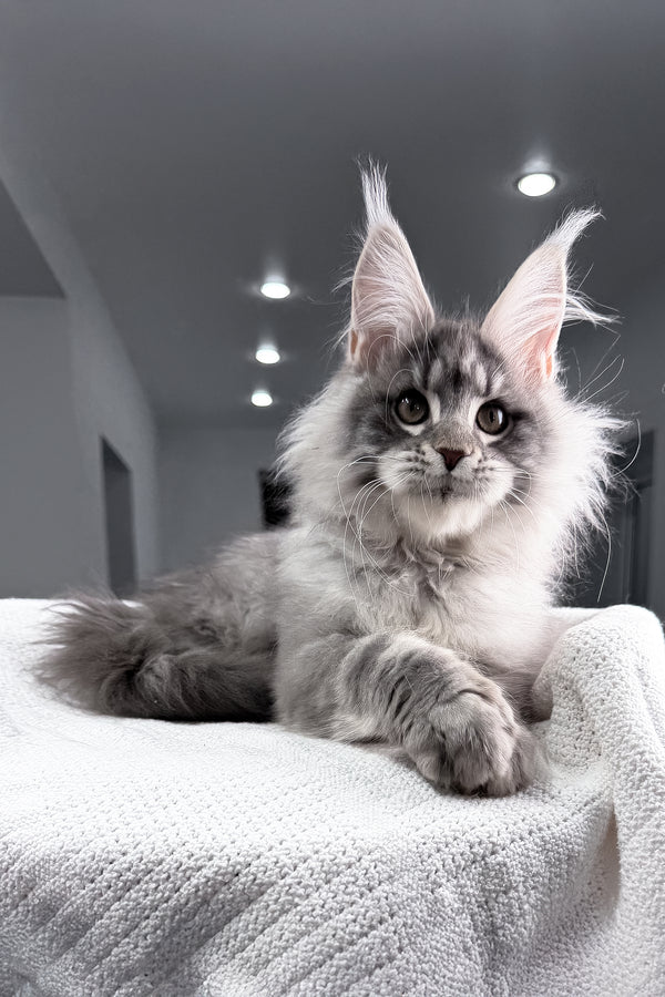 Top | Maine Coon Kitten