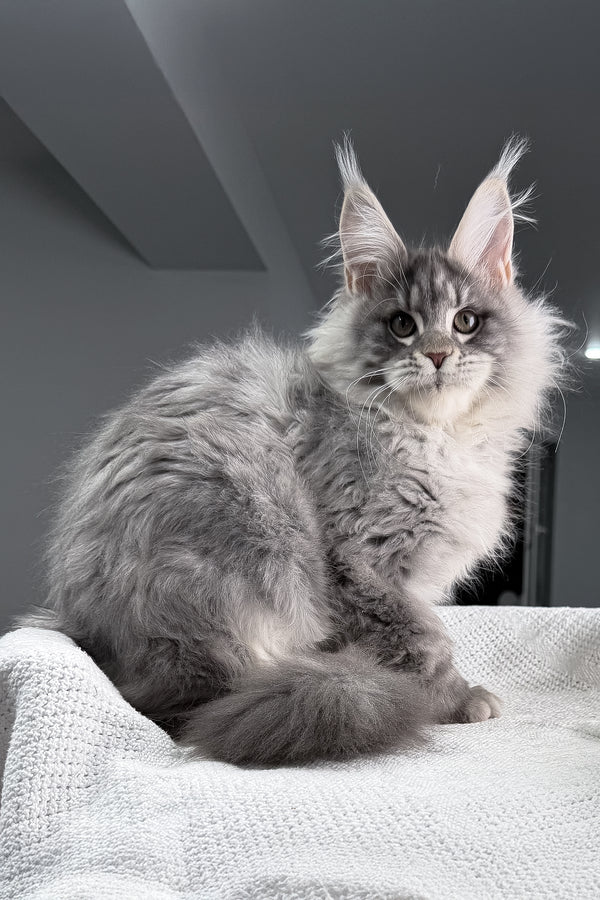 Top | Maine Coon Kitten
