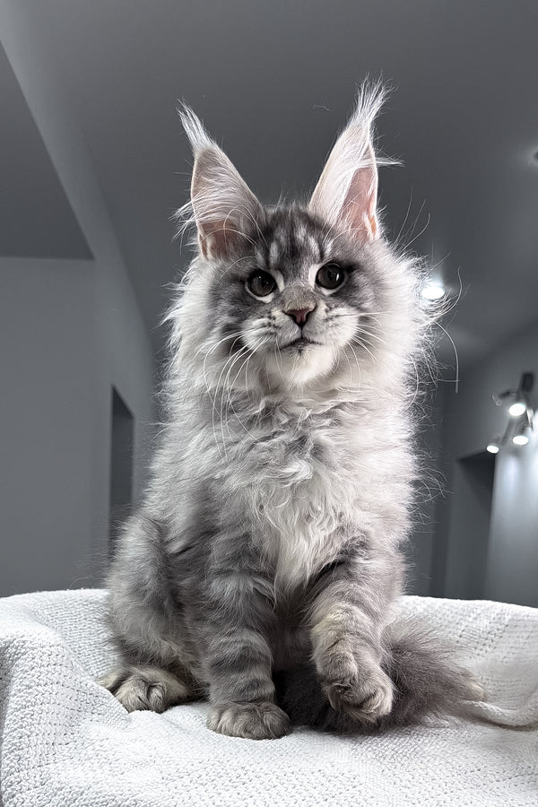 Top | Maine Coon Kitten