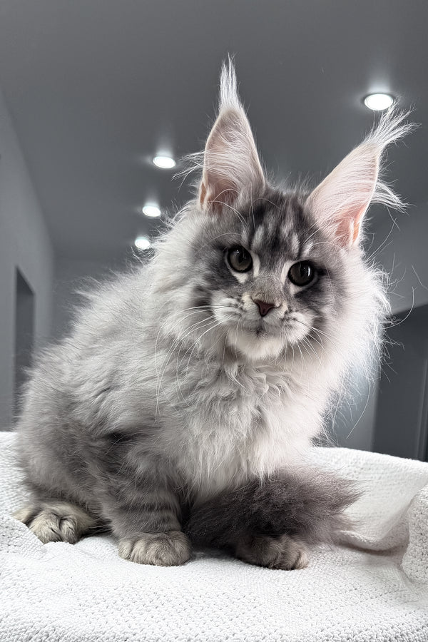 Top | Maine Coon Kitten