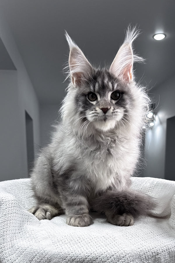 Top | Maine Coon Kitten