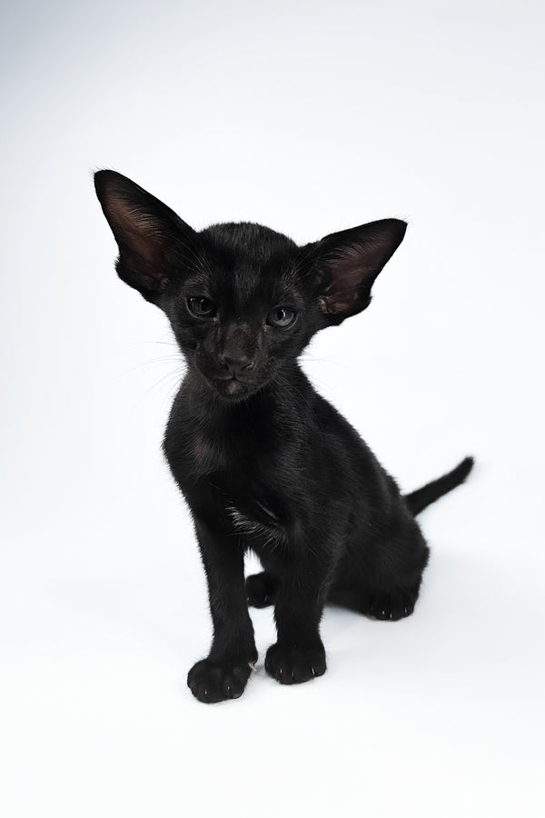 Vegas | Oriental Shorthair Kitten