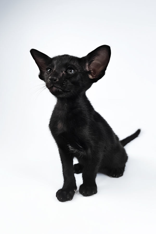 Vegas | Oriental Shorthair Kitten