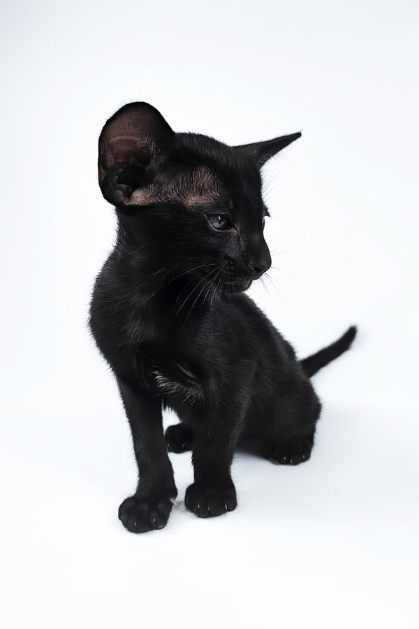 Vegas | Oriental Shorthair Kitten