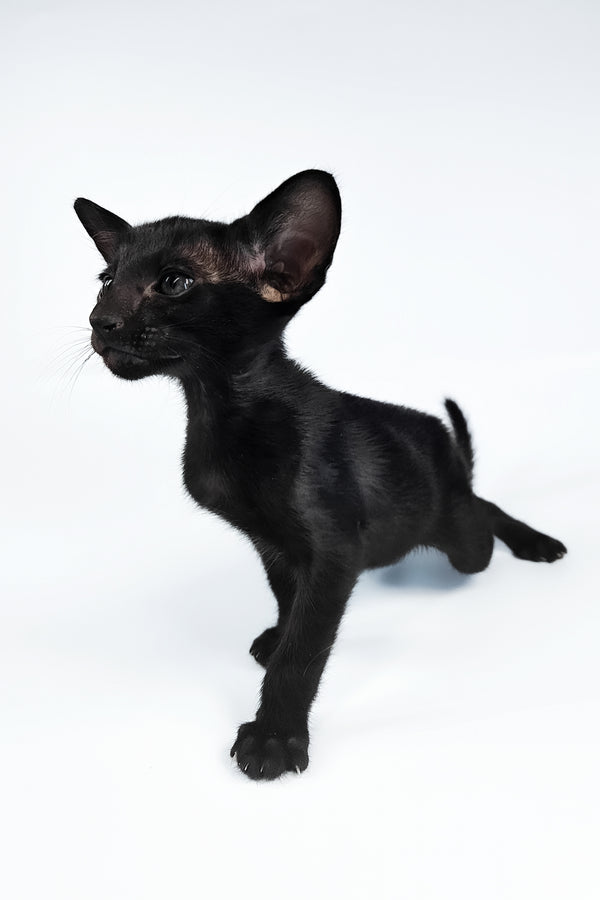 Vegas | Oriental Shorthair Kitten