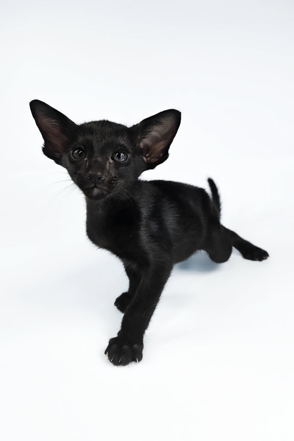 Vegas | Oriental Shorthair Kitten