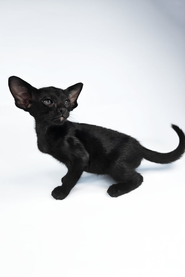 Vegas | Oriental Shorthair Kitten