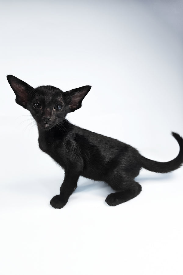 Vegas | Oriental Shorthair Kitten