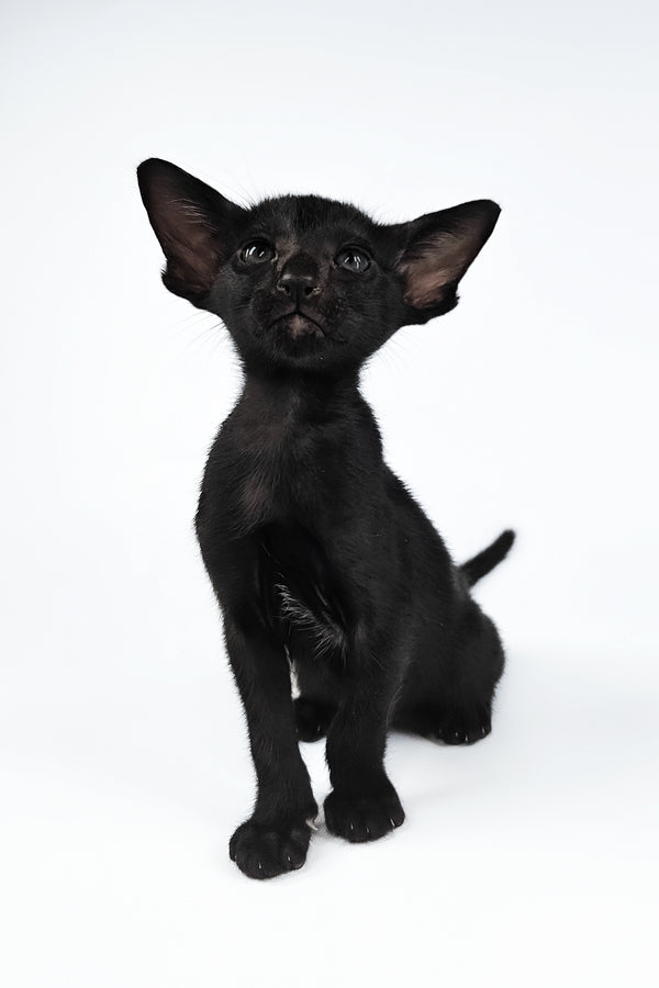 Vegas | Oriental Shorthair Kitten