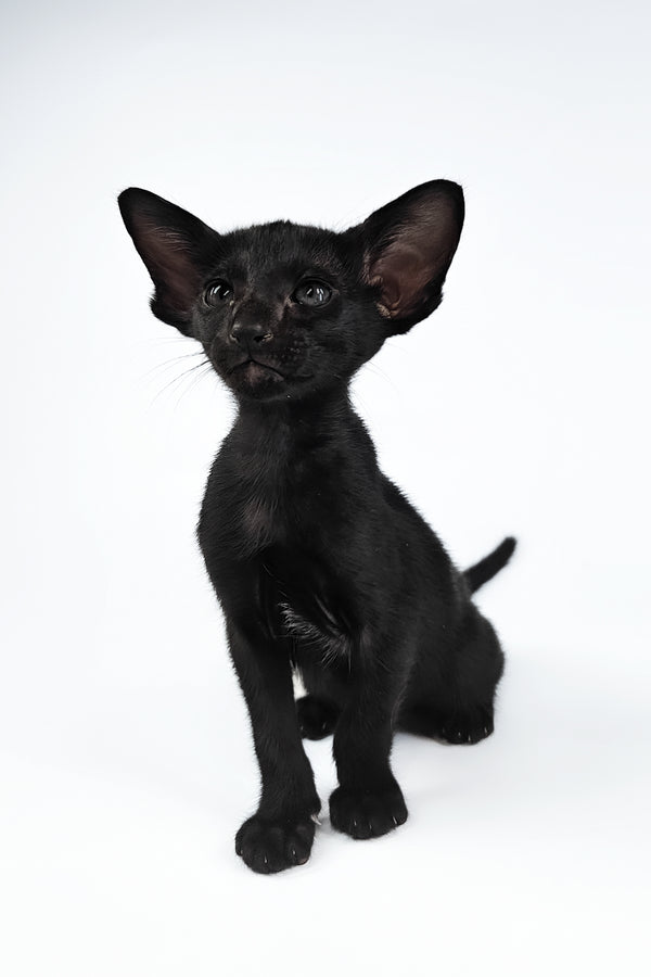 Vegas | Oriental Shorthair Kitten
