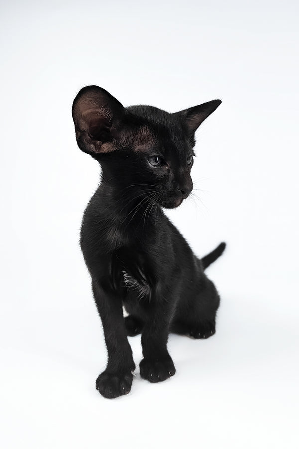 Vegas | Oriental Shorthair Kitten