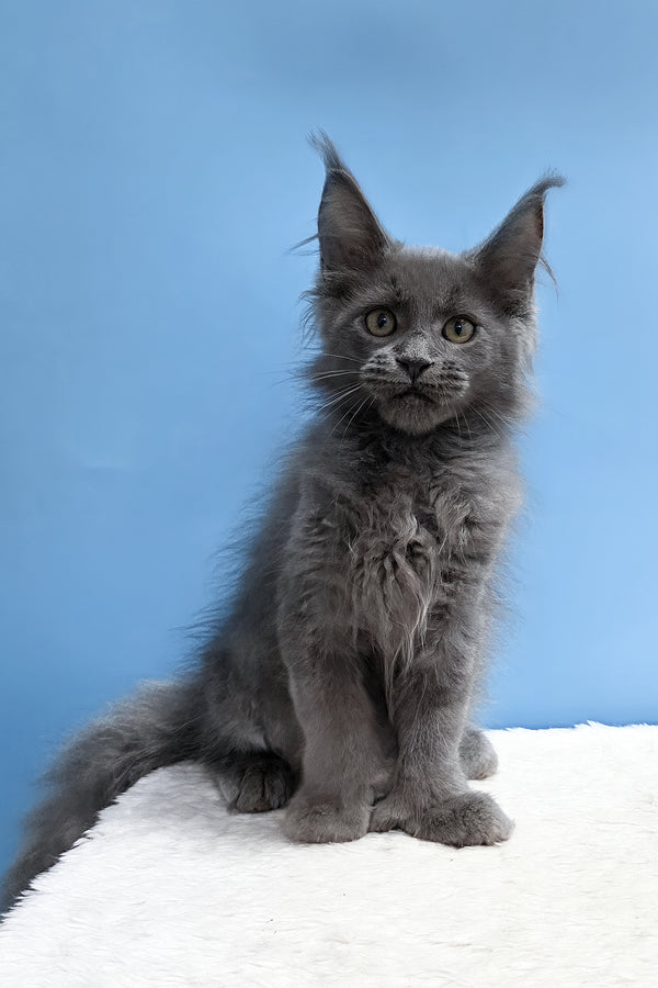 Wioletta | Polydactyl Maine Coon Kitten