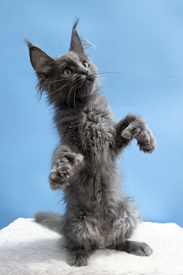 Wioletta | Polydactyl Maine Coon Kitten