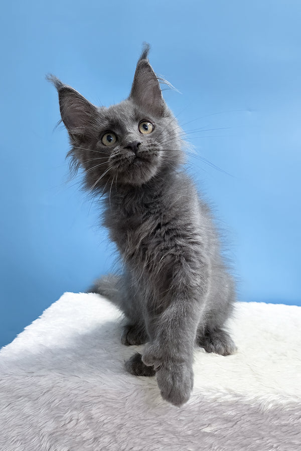 Wioletta | Polydactyl Maine Coon Kitten