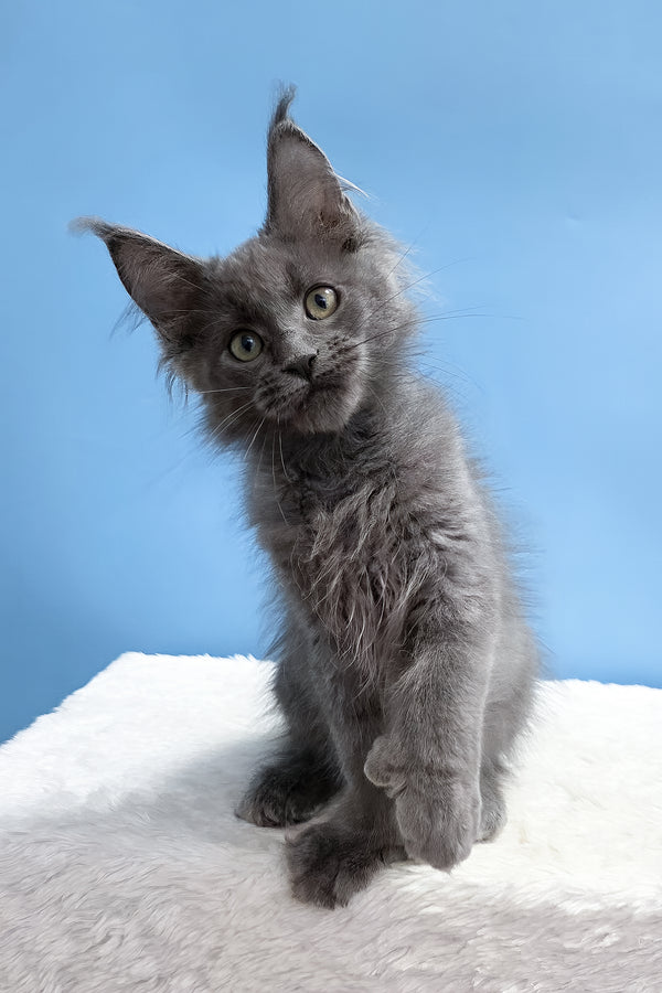 Wioletta | Polydactyl Maine Coon Kitten