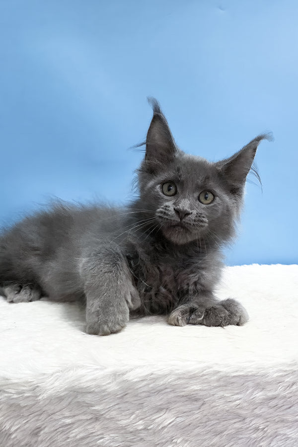 Wioletta | Polydactyl Maine Coon Kitten