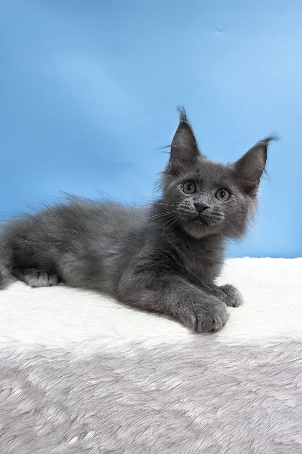 Wioletta | Polydactyl Maine Coon Kitten