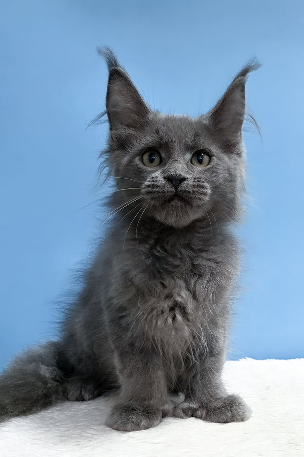 Wioletta | Polydactyl Maine Coon Kitten