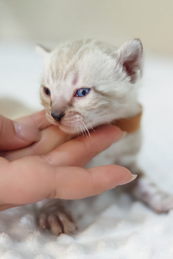 Yael | Bengal Kitten